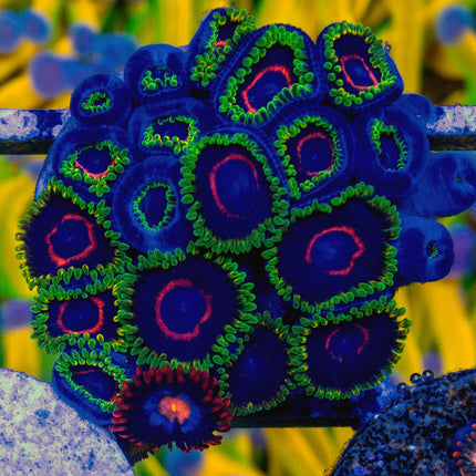 WWC Purple Heart Ring Zoa