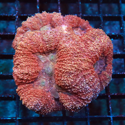 Ultra Ruby Red Lobo Colony