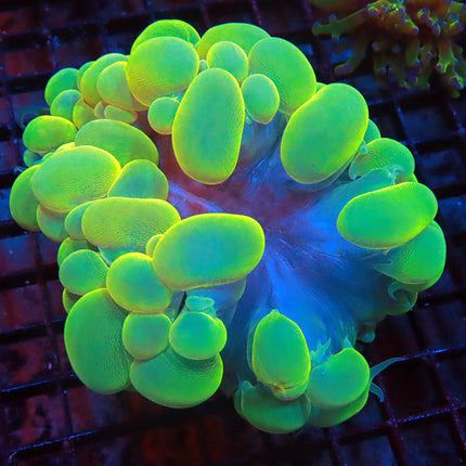 Ultra Neon Bubble Coral
