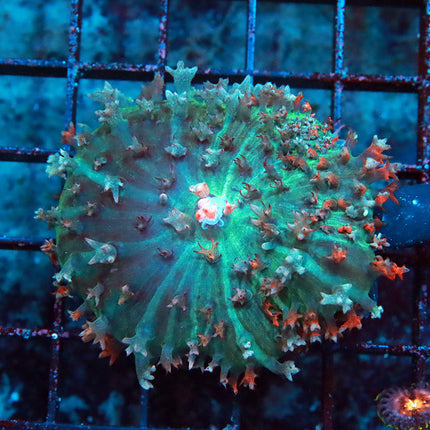 Ultra Rainbow St Thomas Mushroom