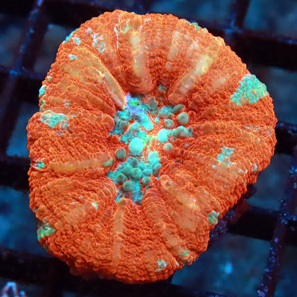 Ultra Orange Scoly (small)