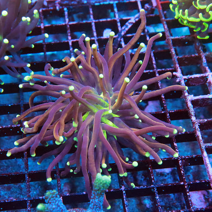 Deep Water NY Knicks Torch