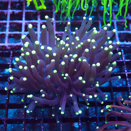 POTO Beautiful Purple Torch