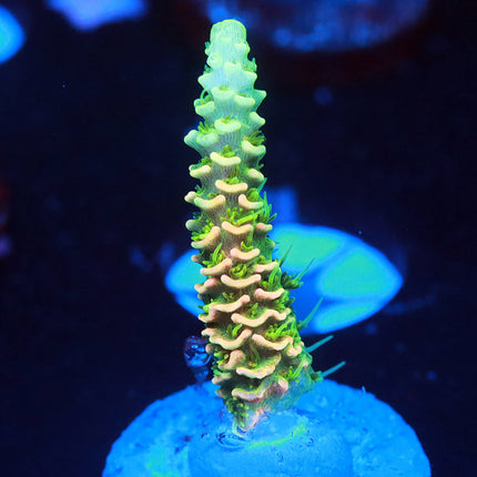 JF Solar Flare