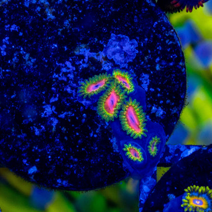 RMF Awesome Blossom Zoa