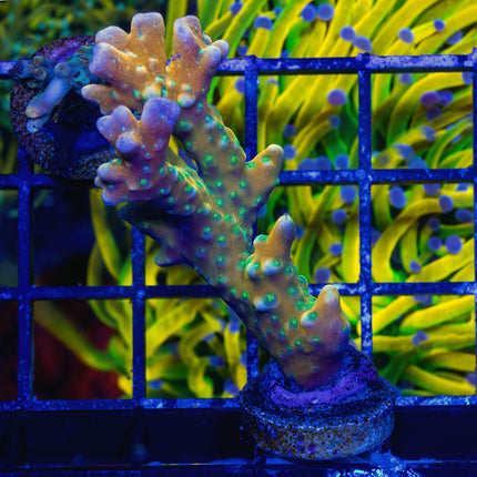 RRC Tropicana Anacropora XL