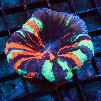 Rainbow Scoly