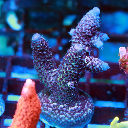 Raising Reef Blue Flame XL