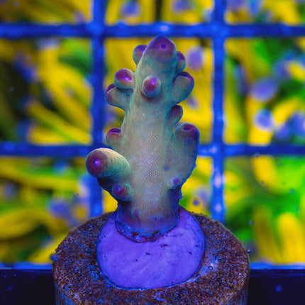 Tusi Rainbow Granulosa