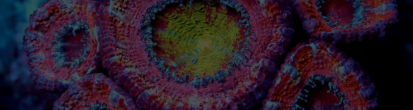 The ReefnBid Difference