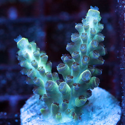 GC Aqua Delight