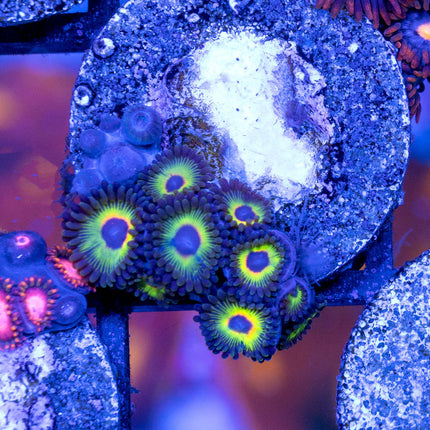 WWC Bob Marley Zoa