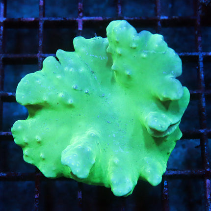 Neon Cabbage Coral