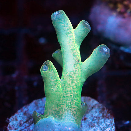 Peng's CHerry Tip Granulosa