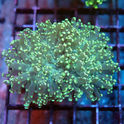 Teal Octospawn (2 head)