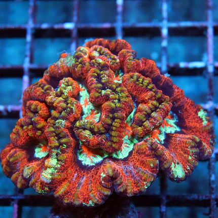 Ultra Rainbow Wilsoni