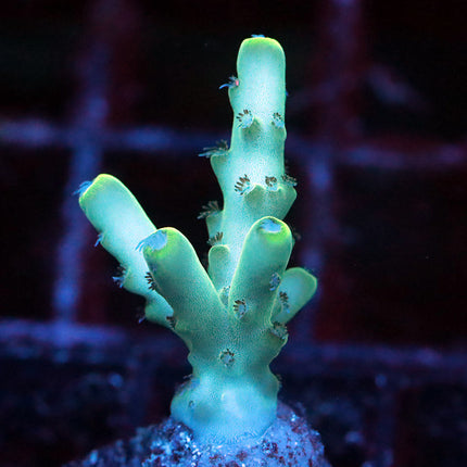 5AC Blue Angel