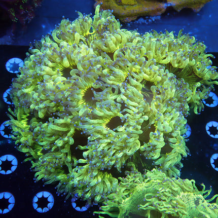 Neon Blue Tipped Elegance Coral (XL)