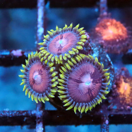 POTO Grape Nebula Zoa