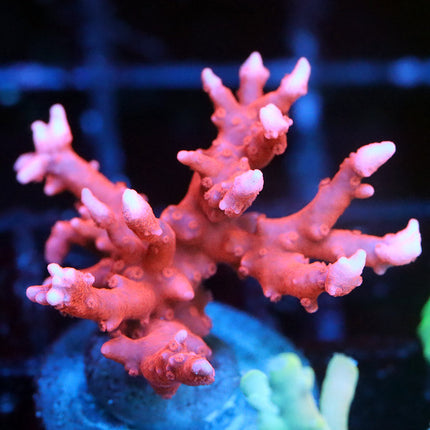 Jason Fox TNT Anacropora