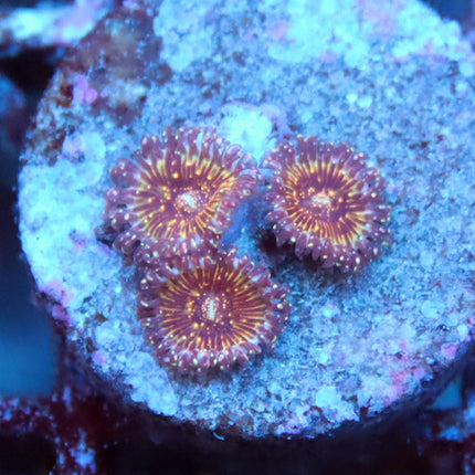 JF Acid Trip Zoa