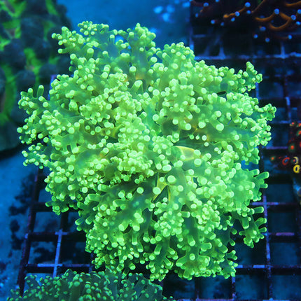 Neon KingSpawn (Large)