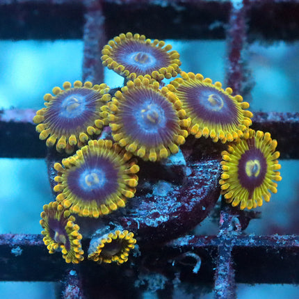 Rainbow Yoda Zoa