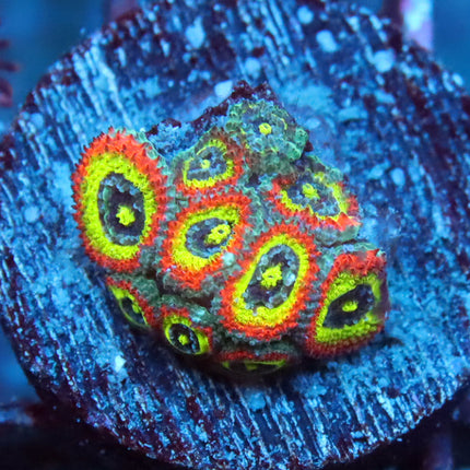 Holy Grail Micromussa