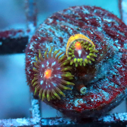JF Stargazer Zoa