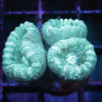 Teal Candy Cane