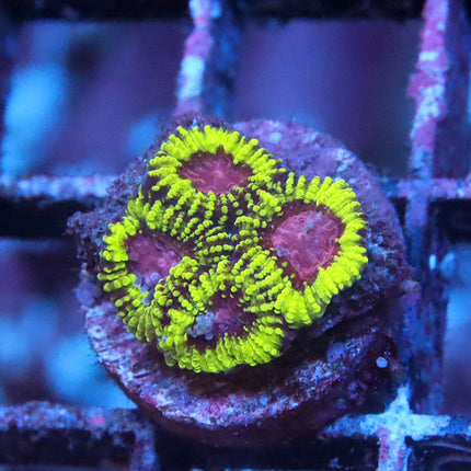 Golden Kiwi Favia