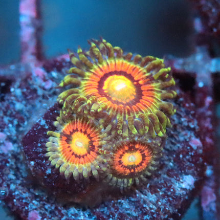 Rainbow Incinerator Zoa
