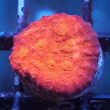 POTO Lava Flow Chalice
