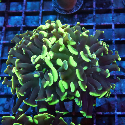 Neon Branching Hammer