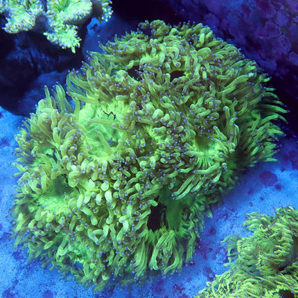 Neon Blue Tipped Elegance Coral XL