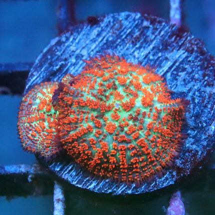 POTO Brooklyn Sunset Mushroom
