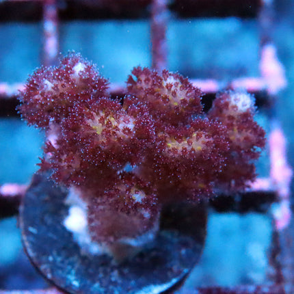 Purple Pocillopora
