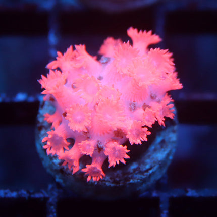 Ultra Hot Pink Goni