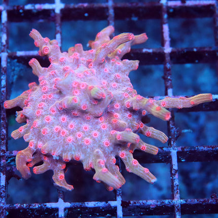 Meteor Shower Branching Cyphastrea Mini