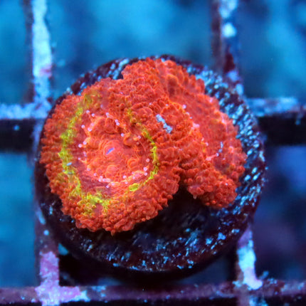 POTO Black Hole Sun Acan