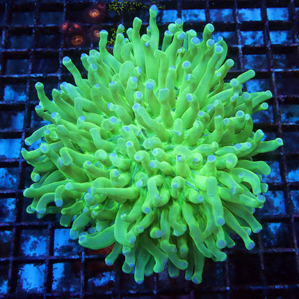 Neon Long Tentacle plate (XL)