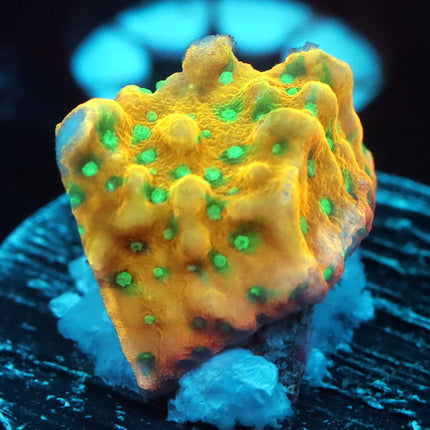 Voodoo Juicy Fruit