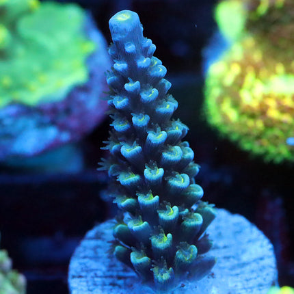 Copps Blue Hoeksemai