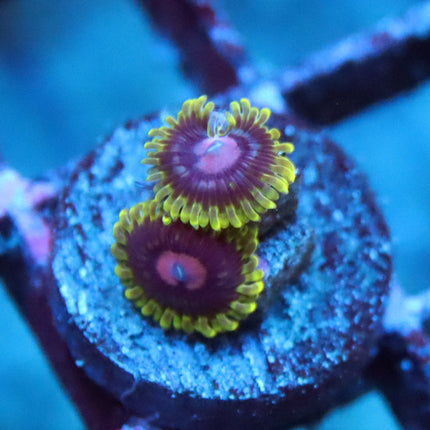 CC Scarlet Fever Zoa