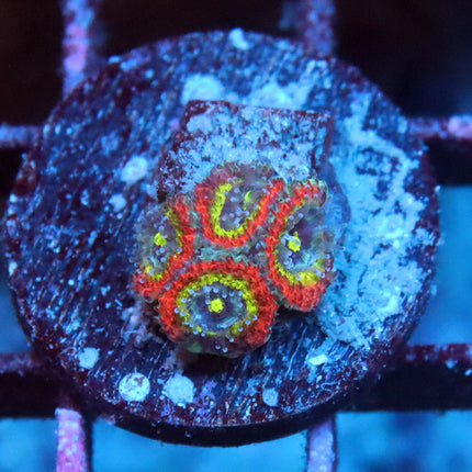 Holy Grail Micromussa