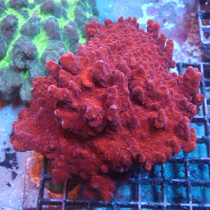 XL Monti Colony