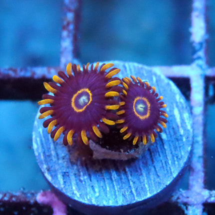 POTO Blue Hornet Zoa