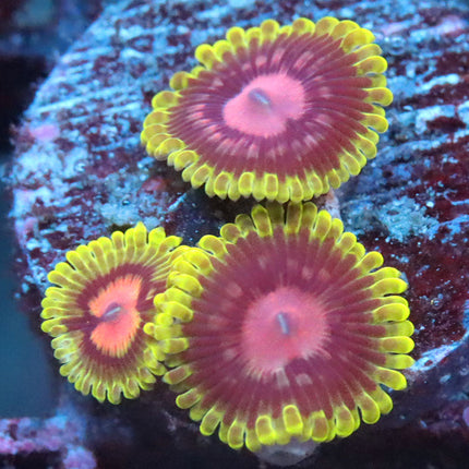 CC Scarlet Fever Zoa