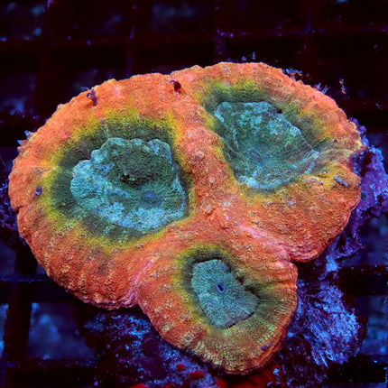 Rainbow Symphyllia