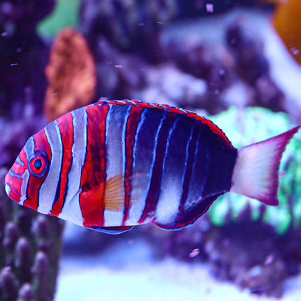POTO Conditioned Aussie Harlequin tuskfish 5" - 6"